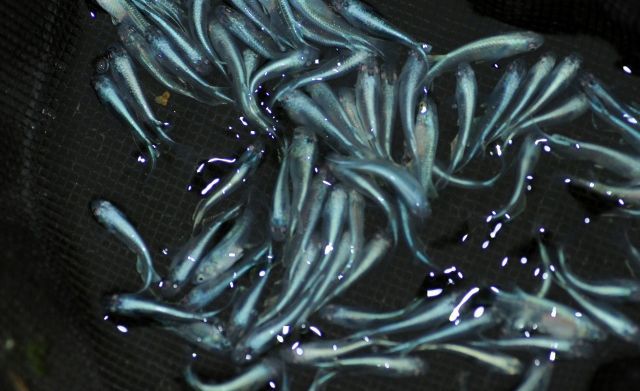 幹之半ダルマメダカ スーパー光